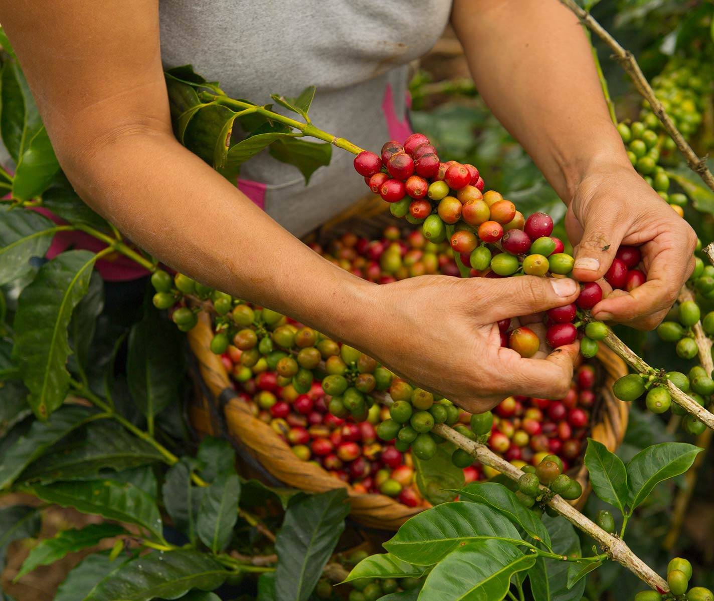 Source coffee 100% ESPRESSO NESCAF&Eacute;&reg; Dolce Gusto&reg;